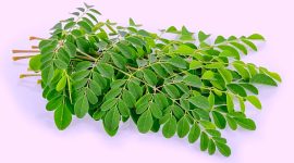 Daun kelor juga dikenal efektif dalam mengontrol kadar gula darah, menjadikannya pilihan baik bagi penderita diabetes. 