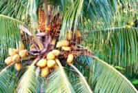 Anggaran MBG Tidak Terserap Bakal Digunakan untuk Peremajaan Komoditas Perkebunan