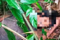 Geger mayat tanpa identitas ditemukan tergeletak di perbukitan pasir Raksamala, Kampung Cipetir, Desa Cikawung, Kecamatan Tanjungsiang, Subang.