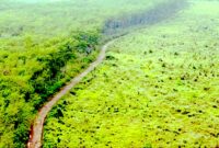 Walhi menyatakan kondisi hutan di Jawa Barat tersisa hanya 20%.