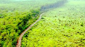 Walhi menyatakan kondisi hutan di Jawa Barat tersisa hanya 20%.