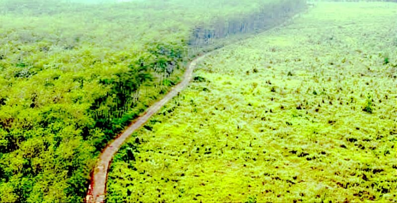 Walhi menyatakan kondisi hutan di Jawa Barat tersisa hanya 20%.