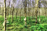 Desa Rawalele memiliki lahan kebun karet yang luas, dengan aktivitas penyadapan karet dan pengolahan kerajinan berbahan dasar karet. Foto Ilustrasi. 