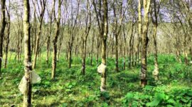 Desa Rawalele memiliki lahan kebun karet yang luas, dengan aktivitas penyadapan karet dan pengolahan kerajinan berbahan dasar karet. Foto Ilustrasi. 