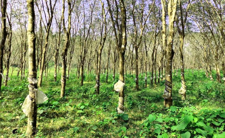 Desa Rawalele memiliki lahan kebun karet yang luas, dengan aktivitas penyadapan karet dan pengolahan kerajinan berbahan dasar karet. Foto Ilustrasi. 