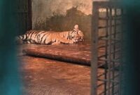 Harimau bernama Hara dilaporkan mati pada usia 8 bulan, pada Selasa (24/3/2026). Hara merupakan kembaran dari Huru. (Dok. Foto Diskominfo Pemkot Bandung).