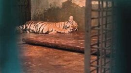 Harimau bernama Hara dilaporkan mati pada usia 8 bulan, pada Selasa (24/3/2026). Hara merupakan kembaran dari Huru. (Dok. Foto Diskominfo Pemkot Bandung).