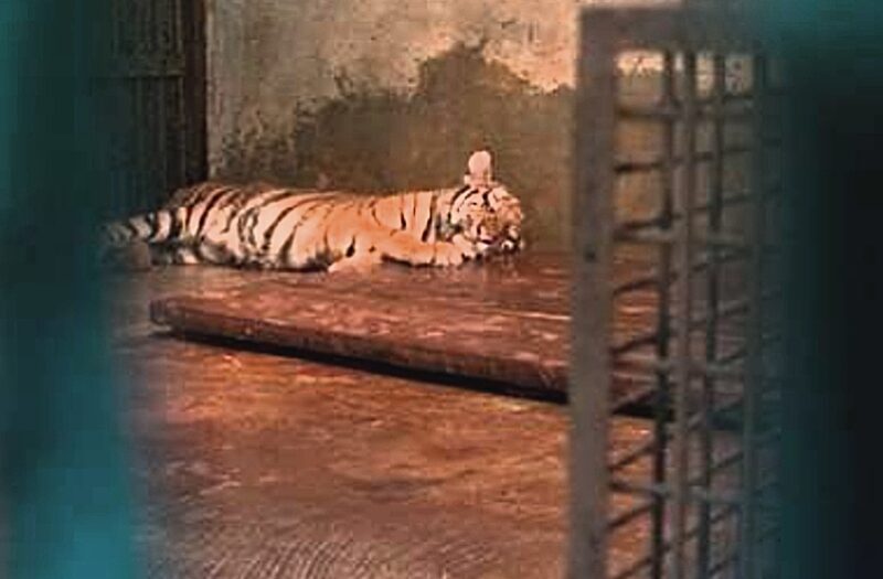 Harimau bernama Hara dilaporkan mati pada usia 8 bulan, pada Selasa (24/3/2026). Hara merupakan kembaran dari Huru. (Dok. Foto Diskominfo Pemkot Bandung).